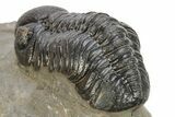 Pair Of Well Preserved Austerops Trilobite - Ofaten, Morocco #224985-5